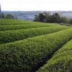 История появления зеленого чая